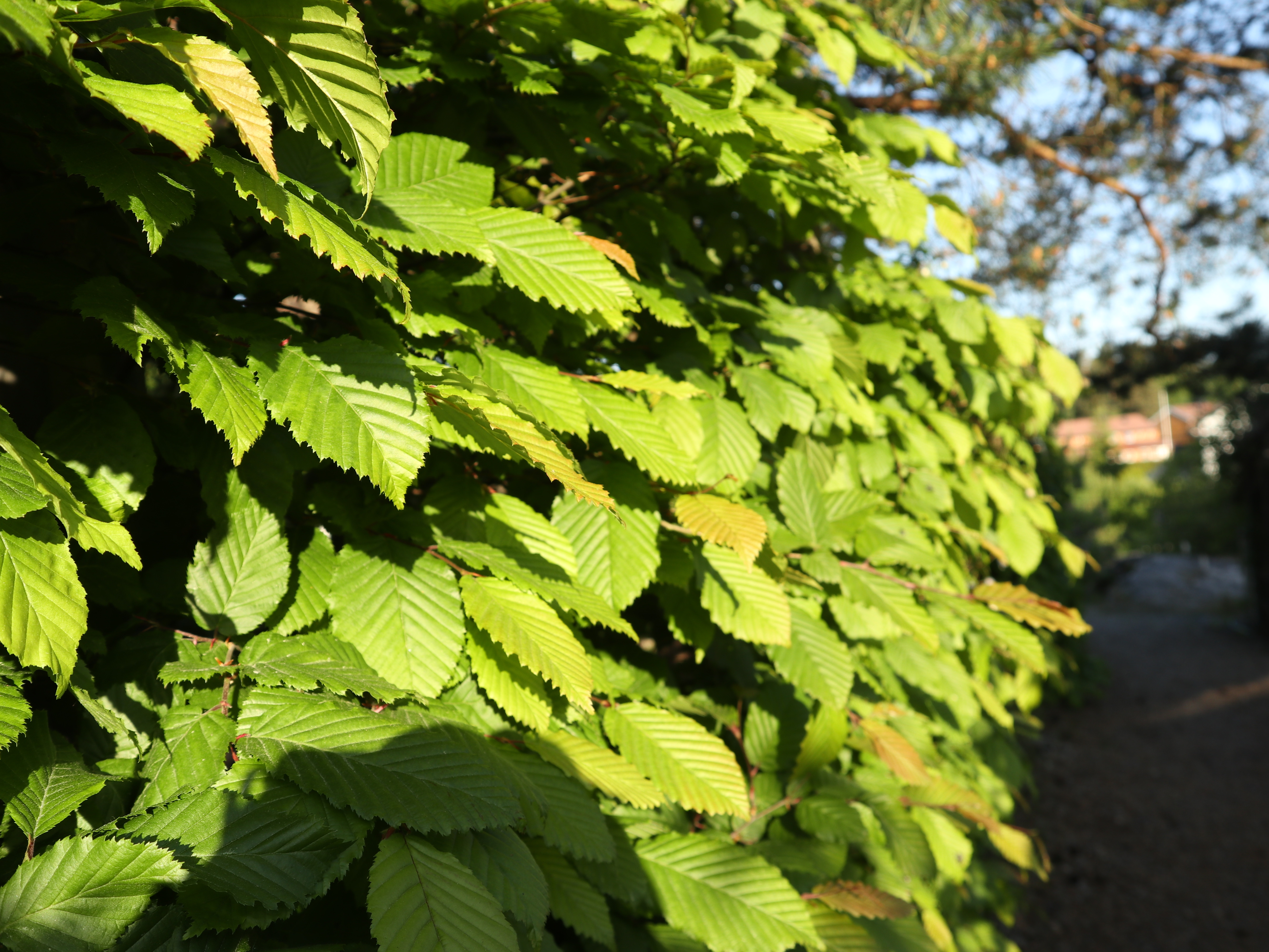 Agnbøk hekk vinter og sommer